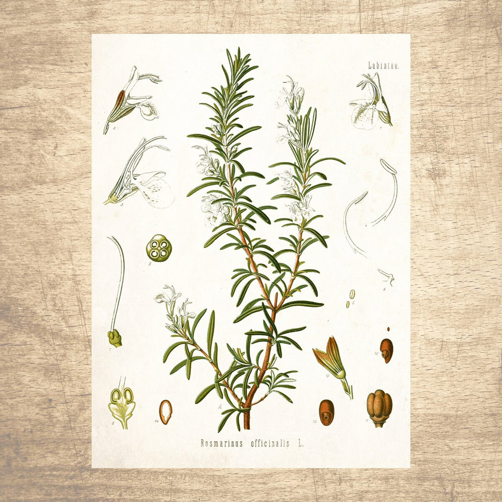 Rosemary Botanical Illustration Print 