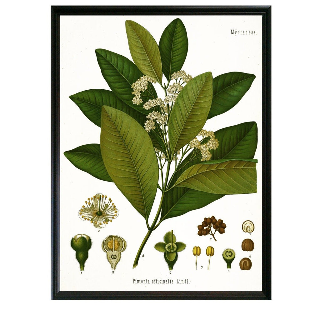 Allspice Botanical Illustration - Lettered & Lined