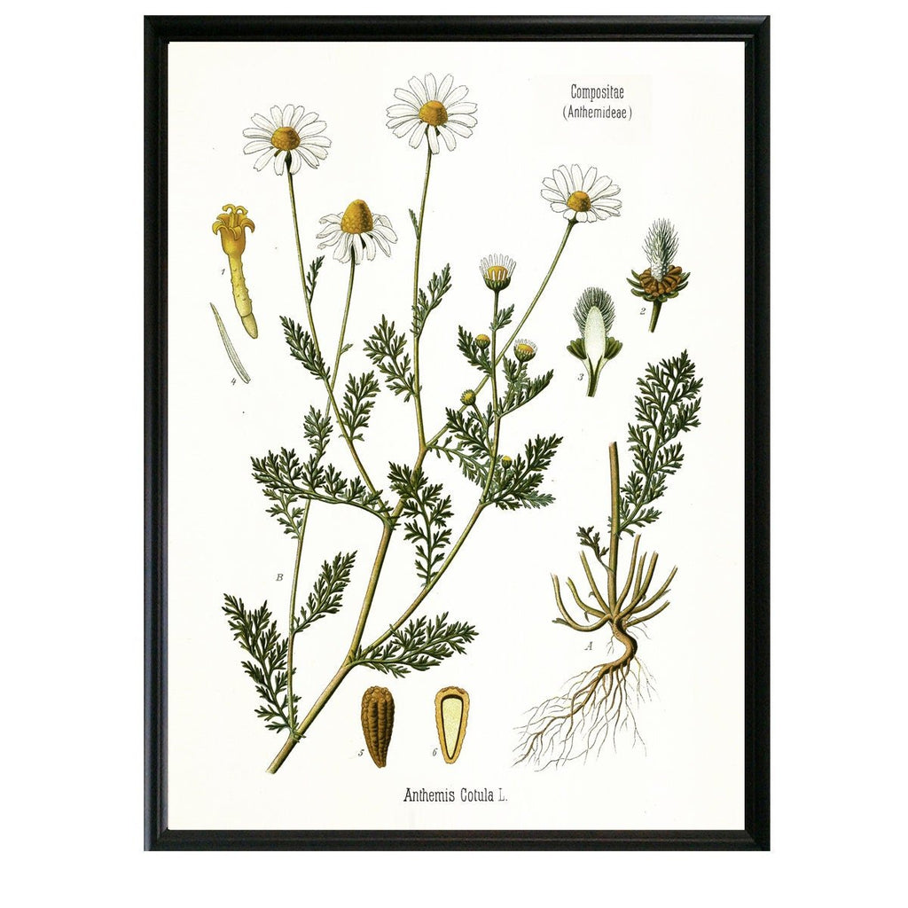 Chamomile Botanical Illustration - Lettered & Lined