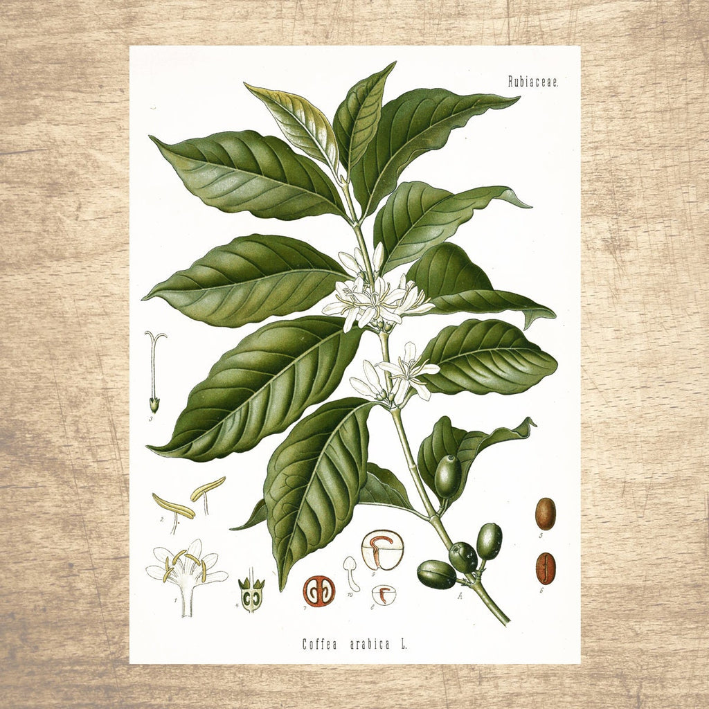 Coffee Botanical Illustration Print 