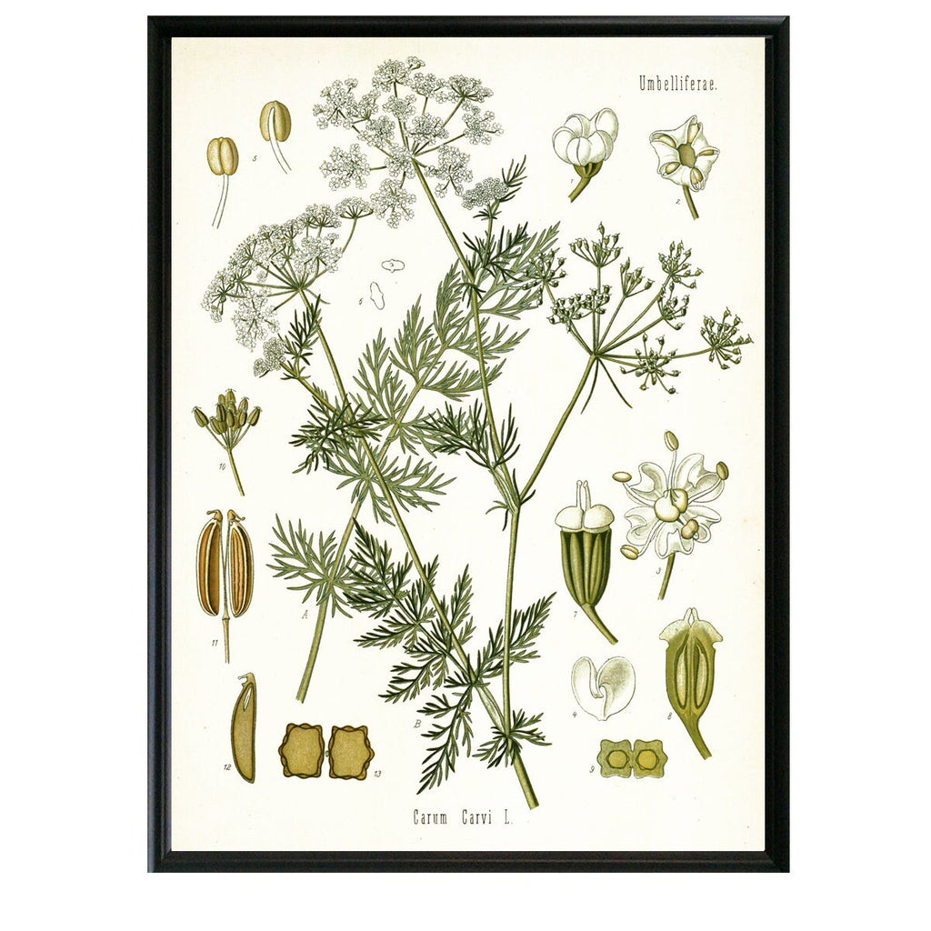 Caraway Botanical Illustration - Lettered & Lined