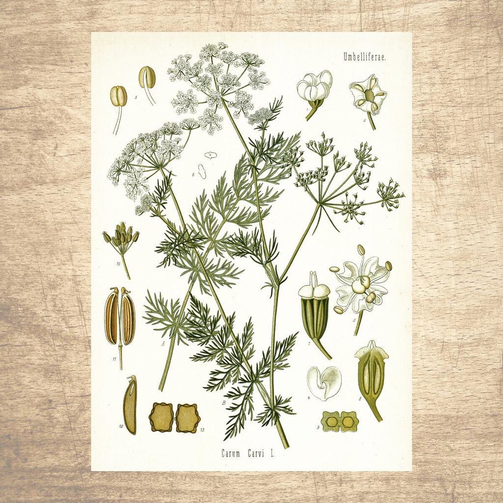 Caraway Botanical Illustration Print 