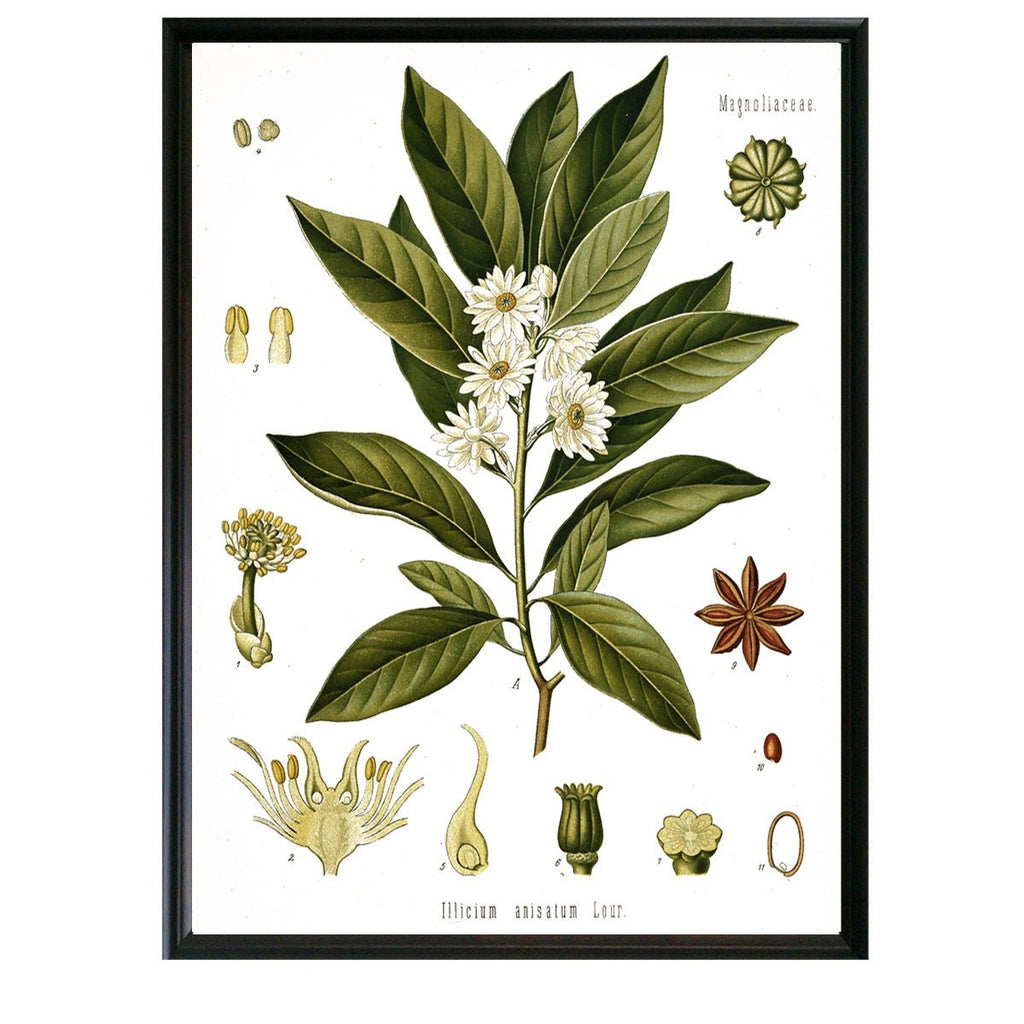 Anise Botanical Illustration - Lettered & Lined