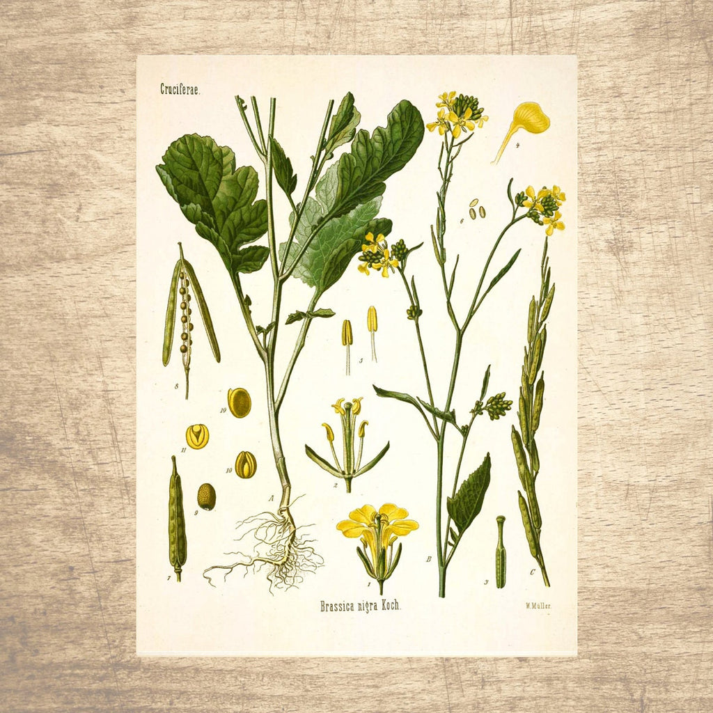 Black Mustard Botanical Illustration 