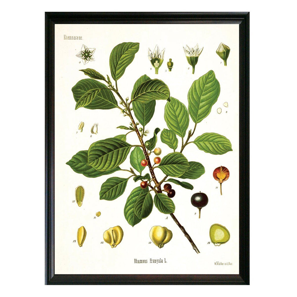 Buckthorn Botanical Illustration - Lettered & Lined
