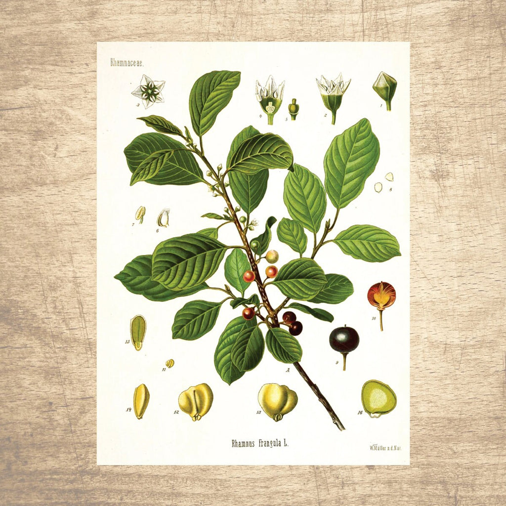 Buckthorn Botanical Illustration 