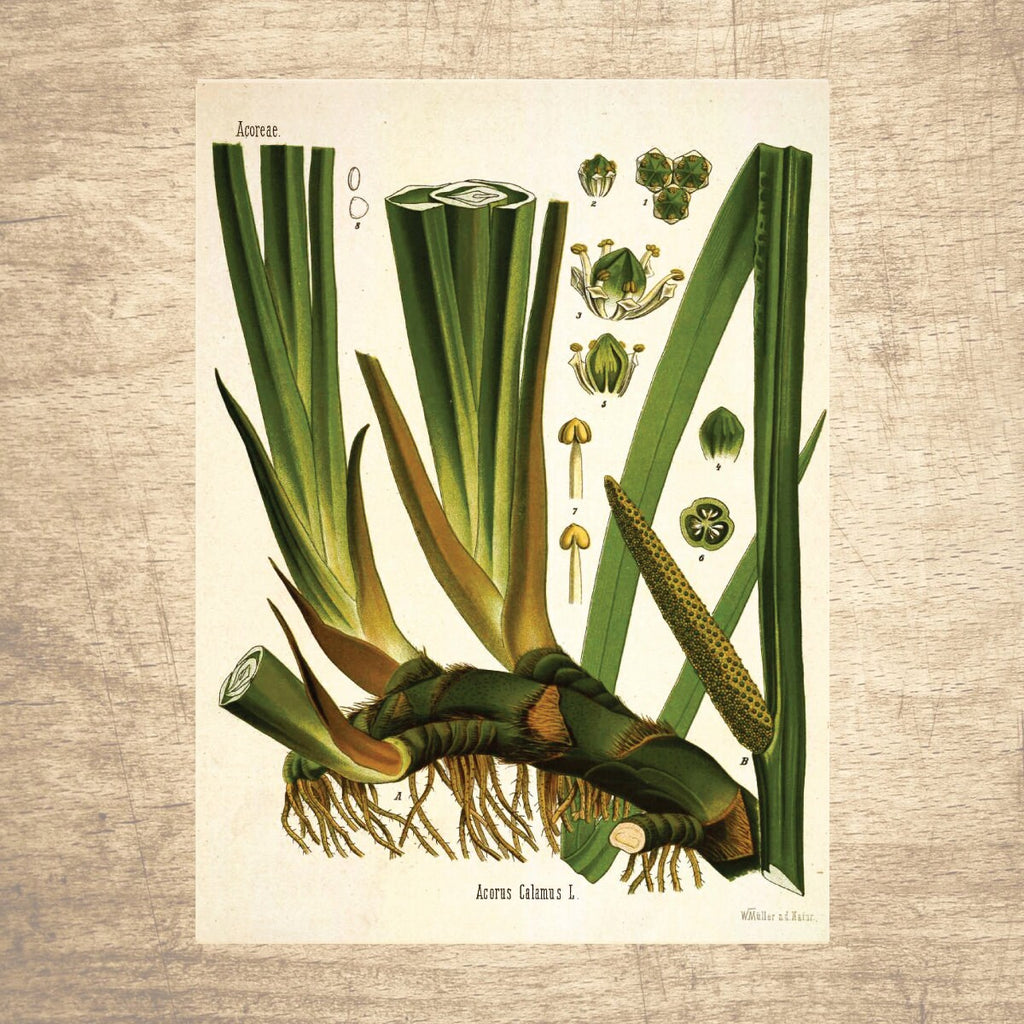 Calamus Botanical Illustration 