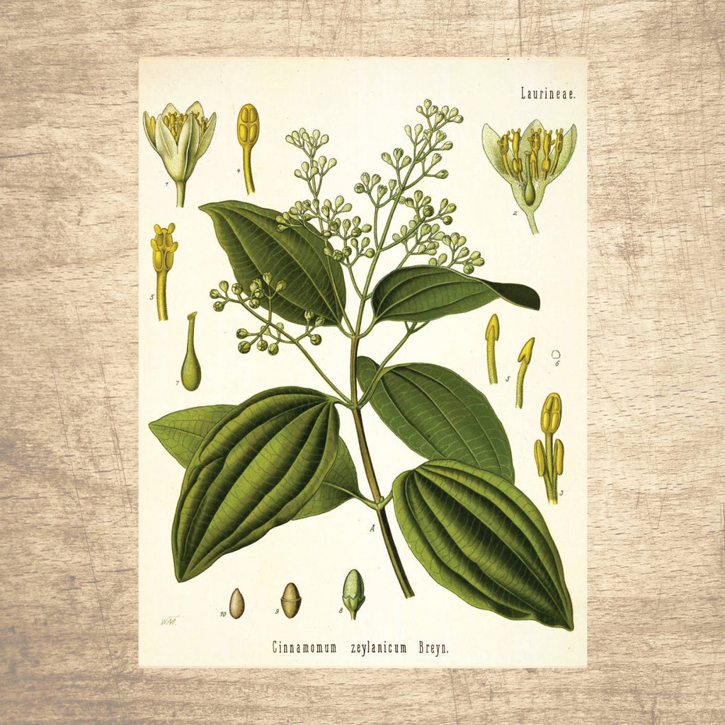 Camphor Botanical Illustration 