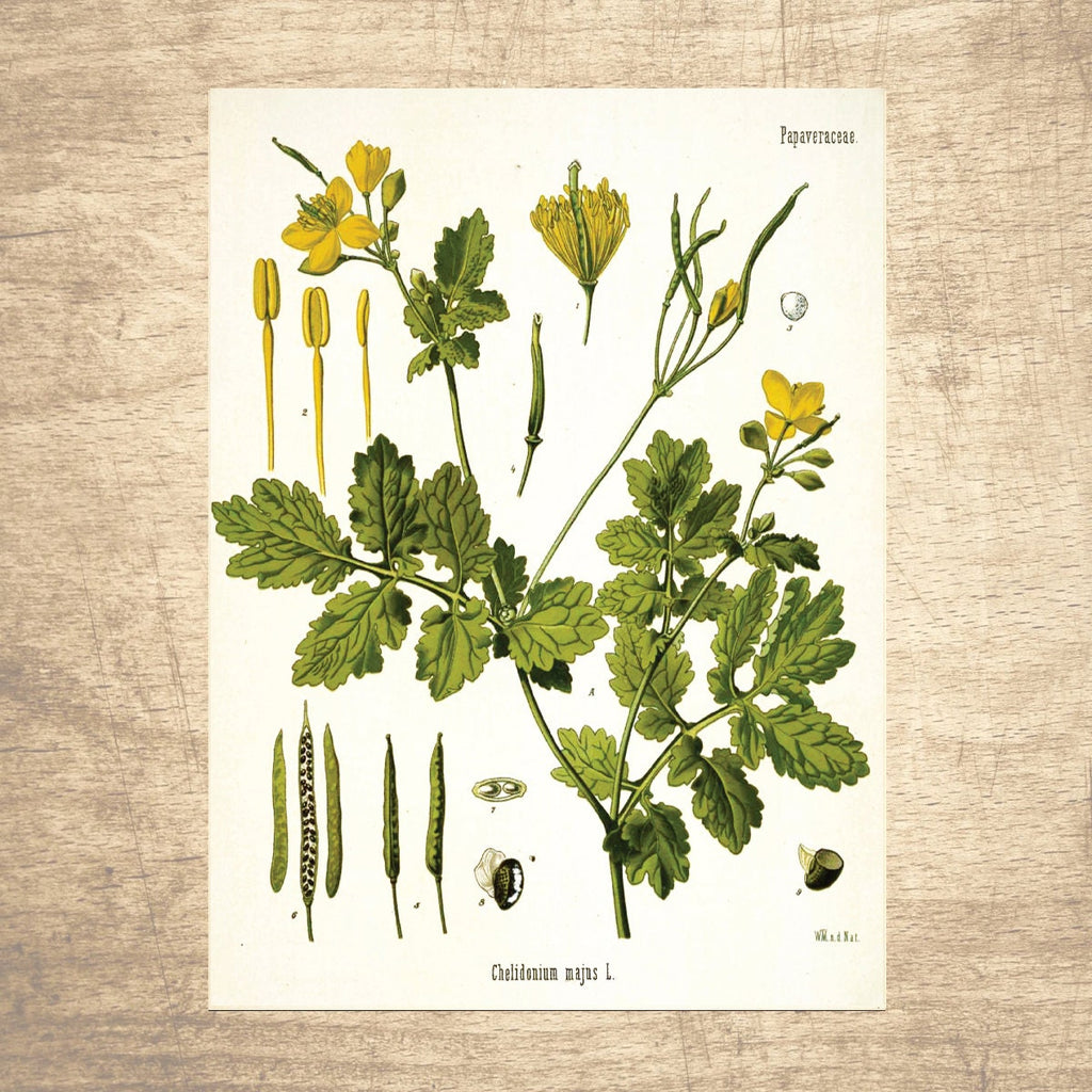 Celandine Botanical Illustration 