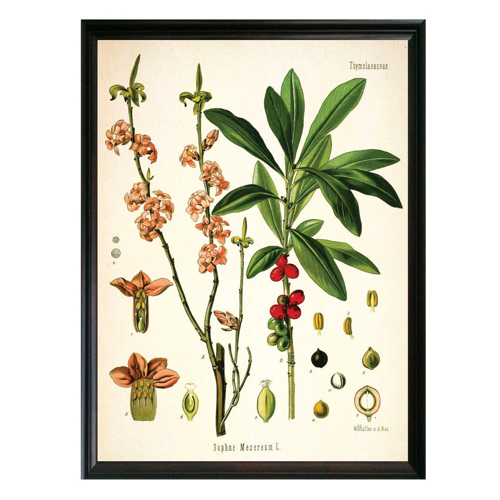 Daphne Botanical Illustration - Lettered & Lined