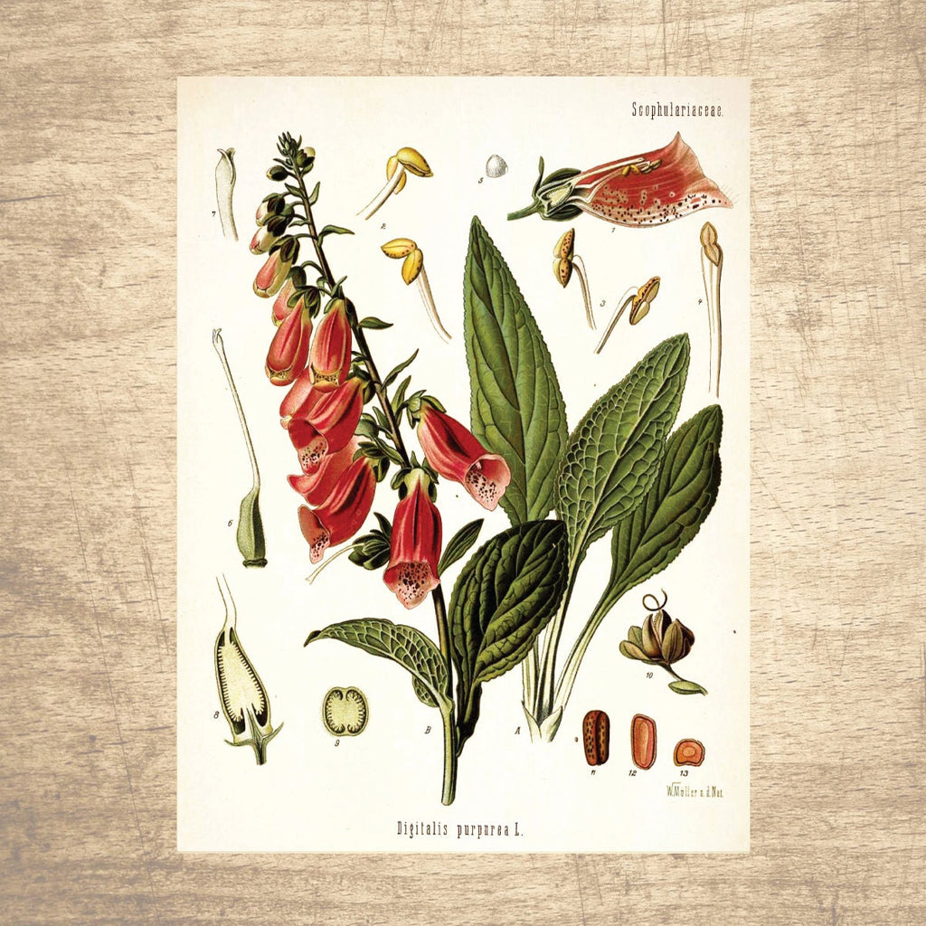 Foxglove Botanical Illustration 