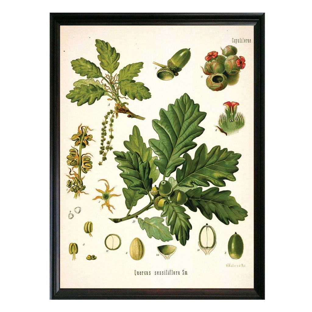 Irish Oak Botanical Illustration - Lettered & Lined