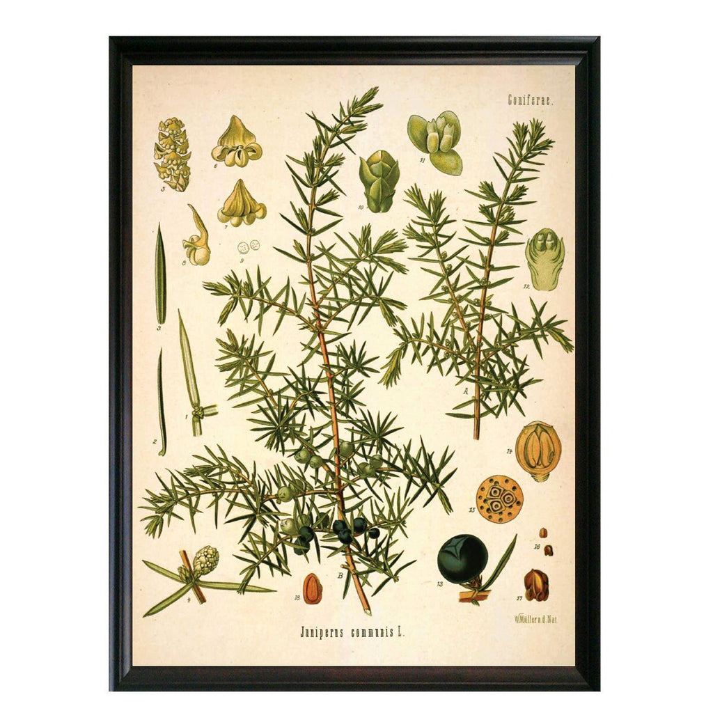 Juniper Botanical Illustration - Lettered & Lined