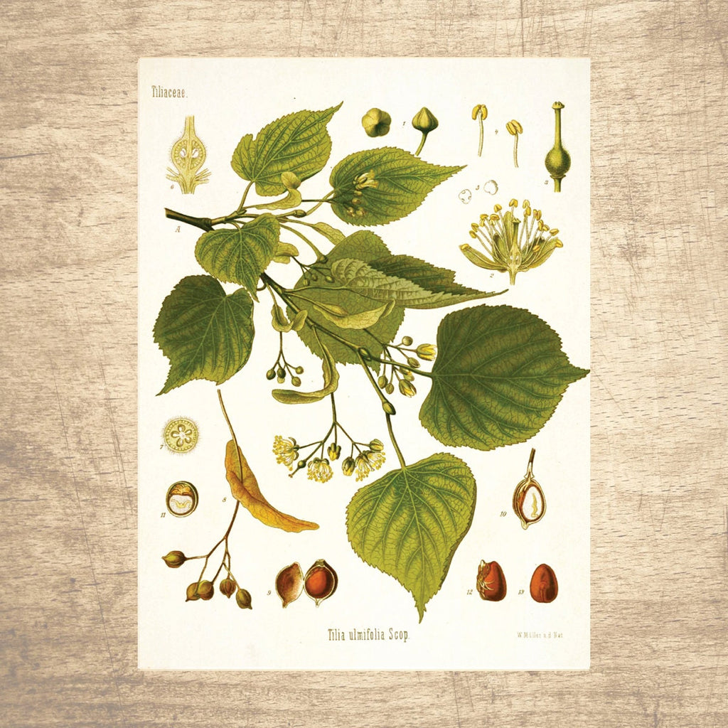 Linden Botanical Illustration 