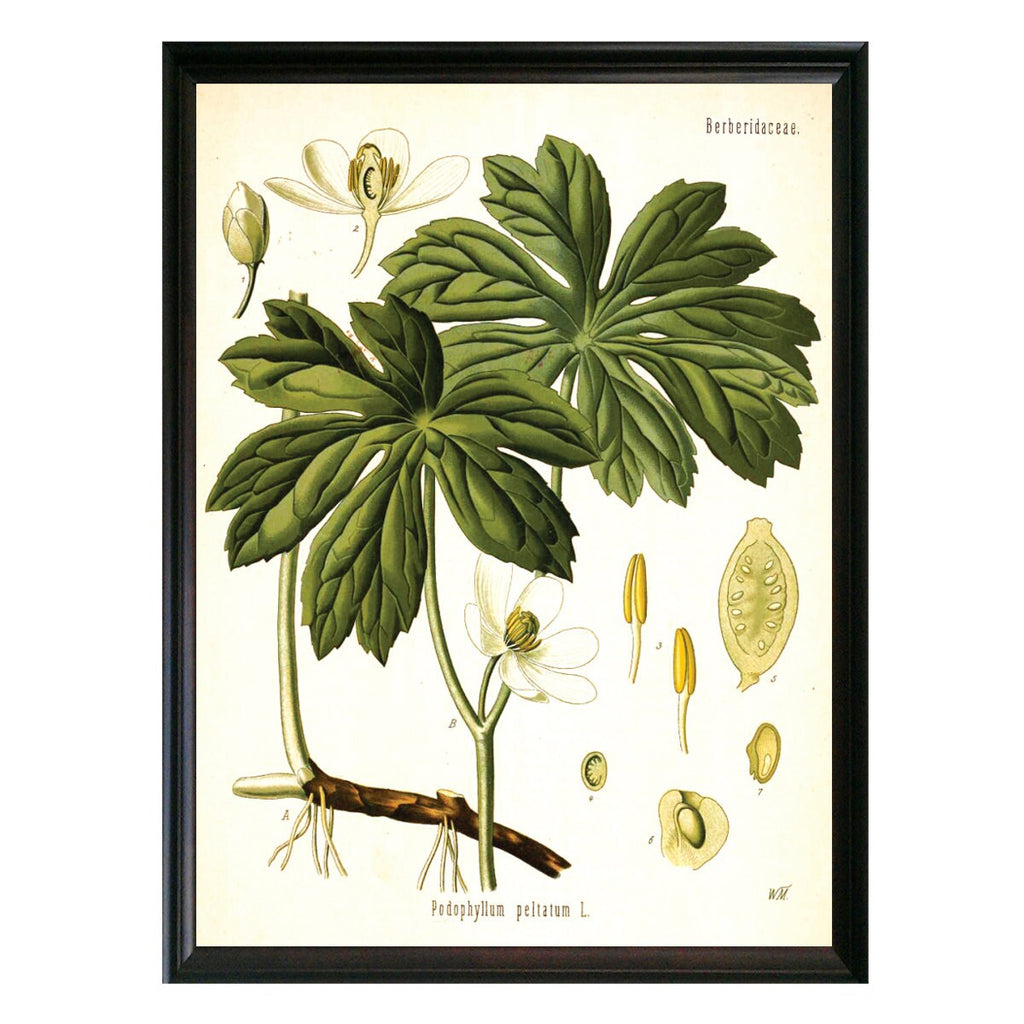 Mandrake Botanical Illustration 