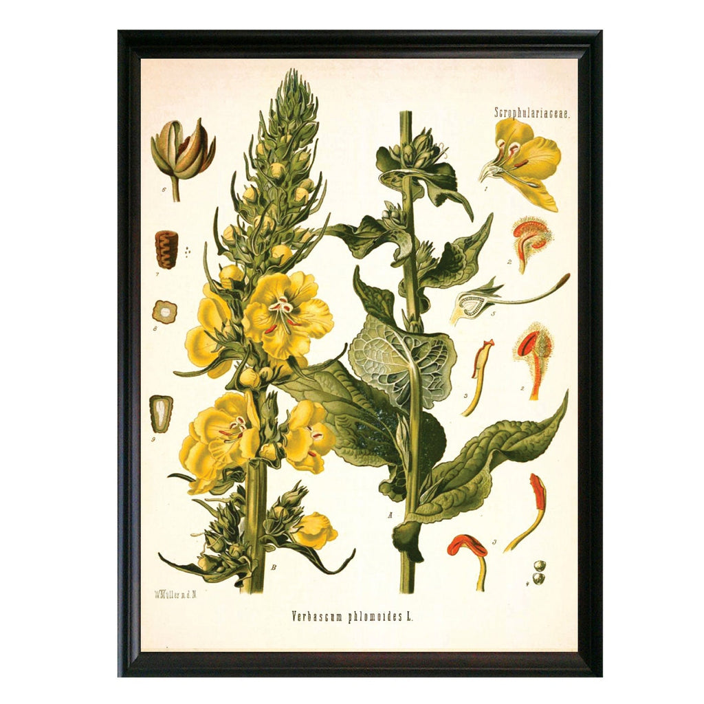 Mullein Botanical Illustration 