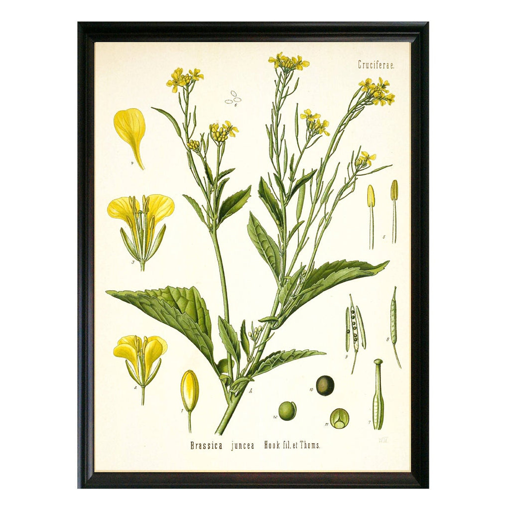 Mustard Greens Botanical Illustration 