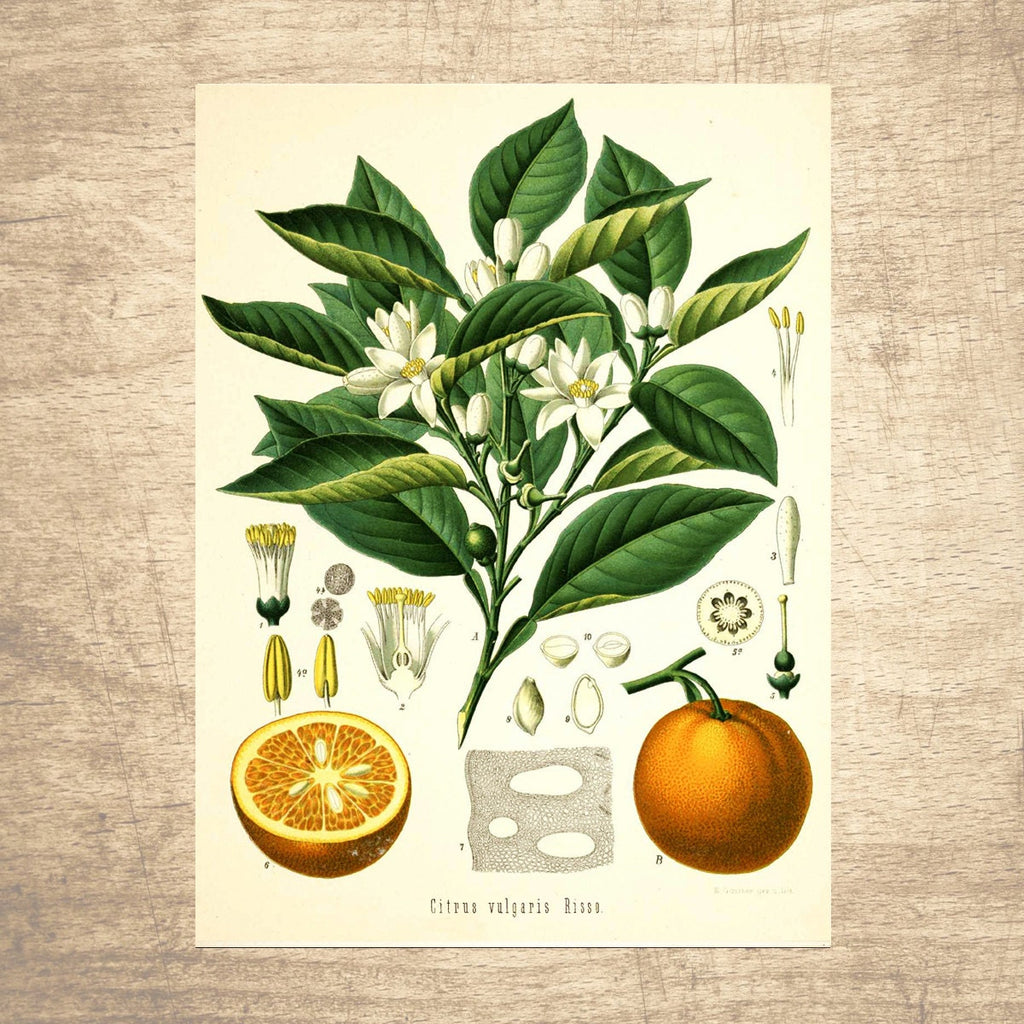 Orange Botanical Illustration 