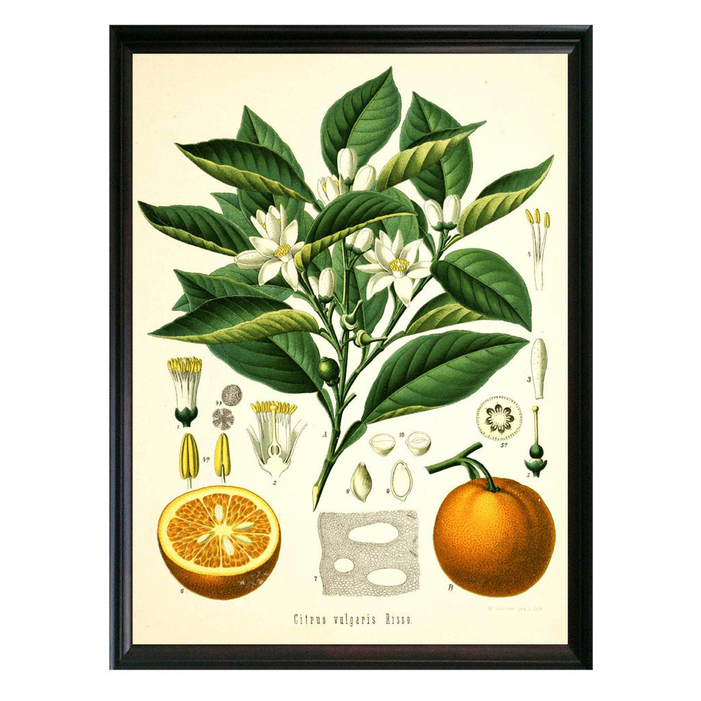 Orange Botanical Illustration 