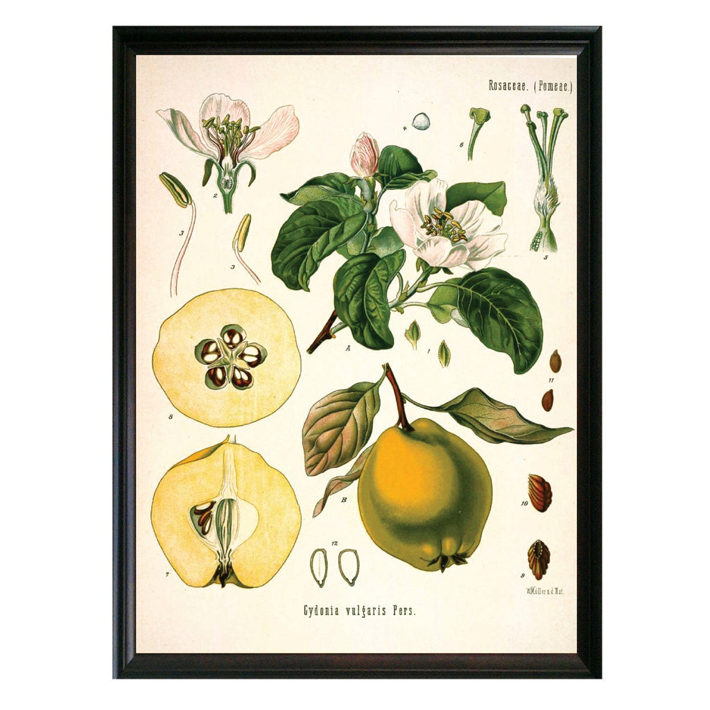 Pear Botanical Illustration 