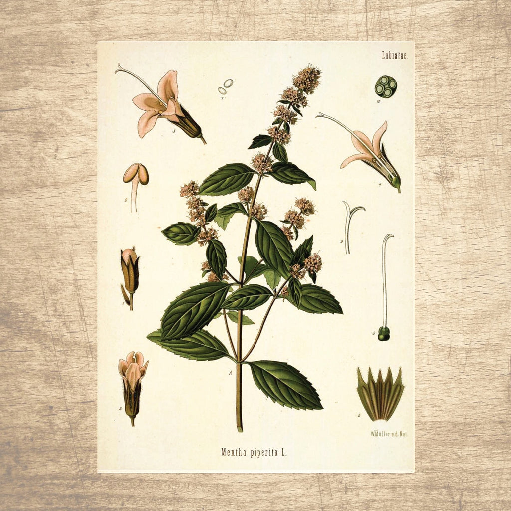 Peppermint Botanical Illustration 