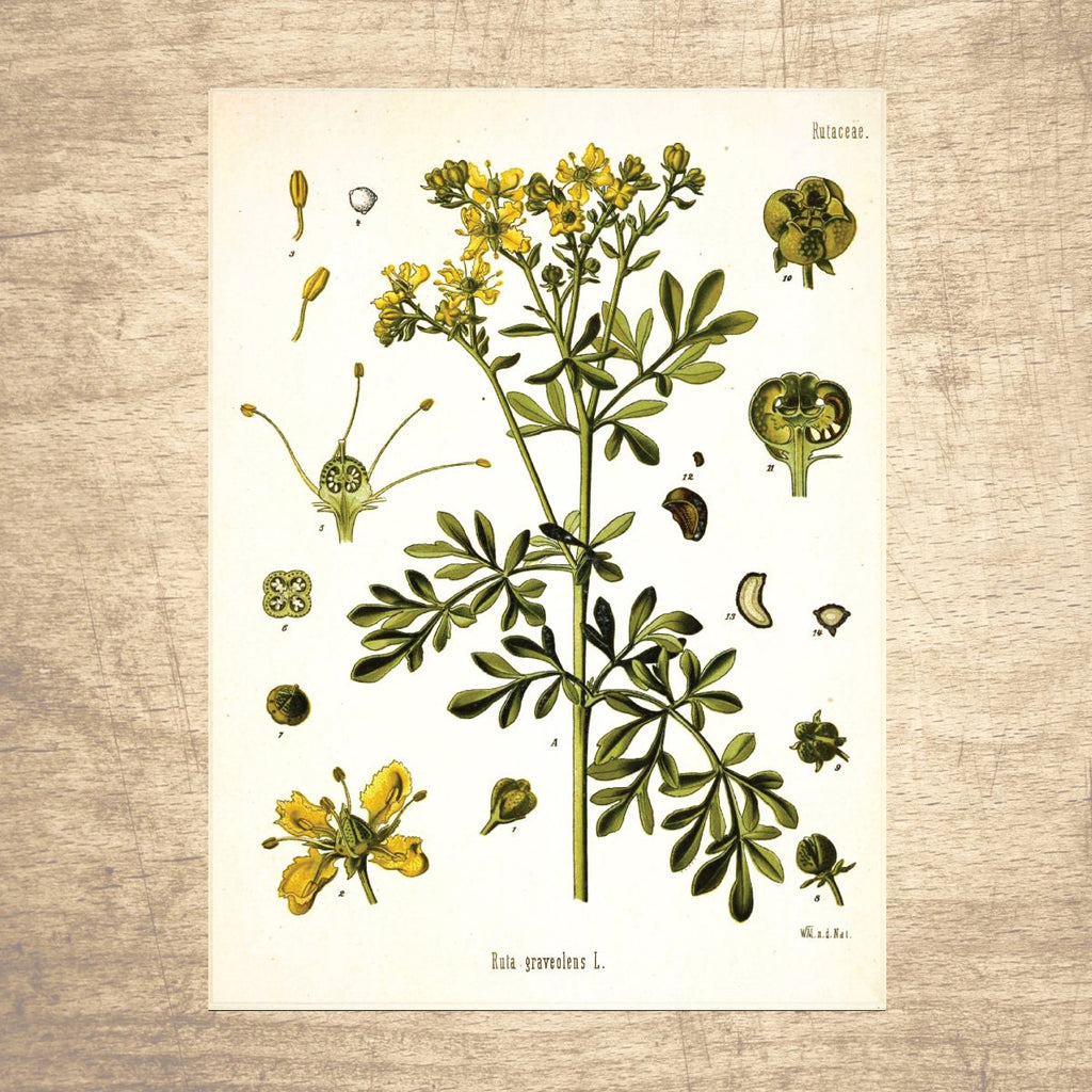 Rue Botanical Illustration 