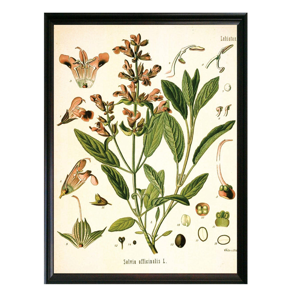 Sage Botanical Illustration 