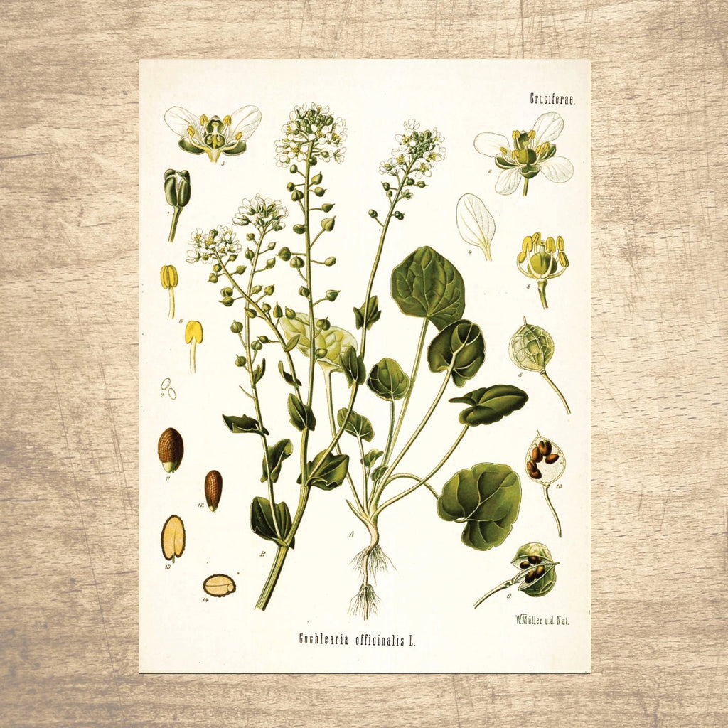 Scurvygrass Botanical Illustration 