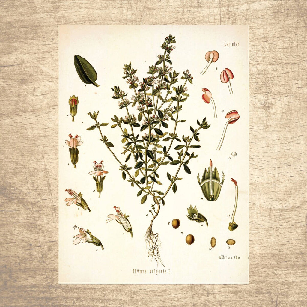 Thyme Botanical Illustration 