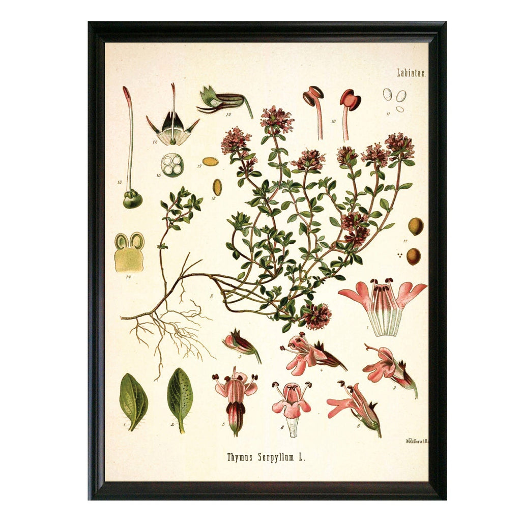 Wild Thyme Botanical Illustration 