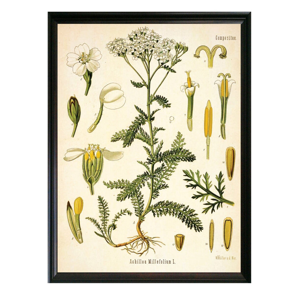 Yarrow Botanical Illustration 