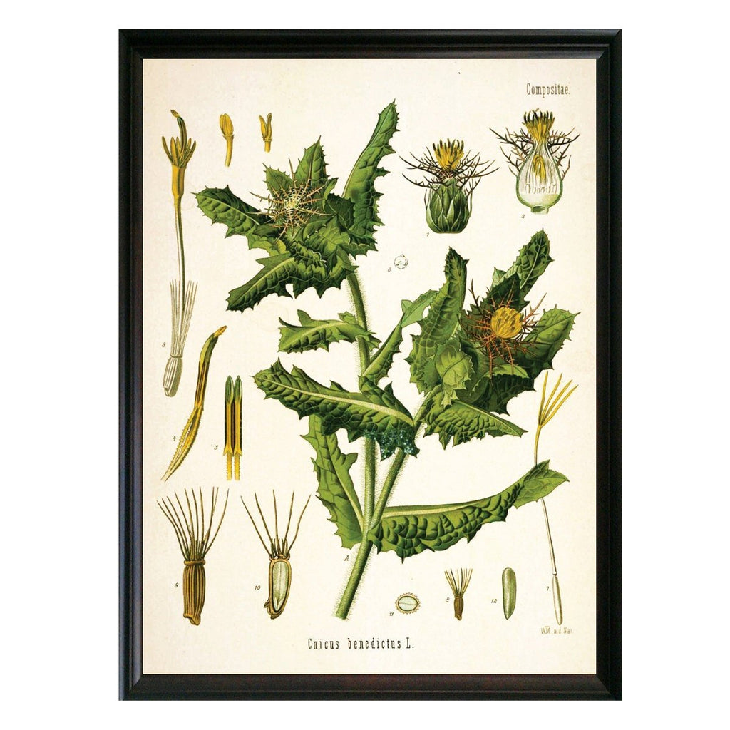 Blessed Thistle Botanical Illustration - Lettered & Lined