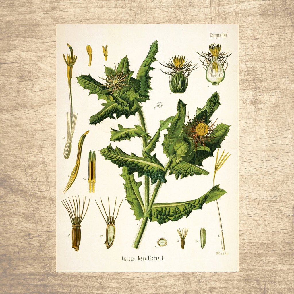 Blessed Thistle Botanical Illustration 