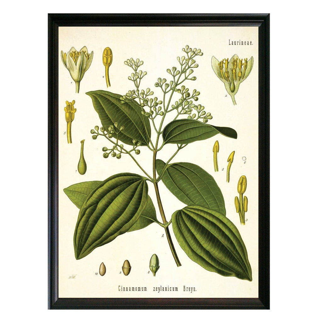 Camphor Botanical Illustration - Lettered & Lined