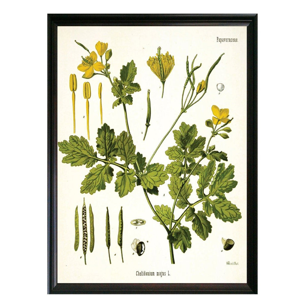 Celandine Botanical Illustration - Lettered & Lined