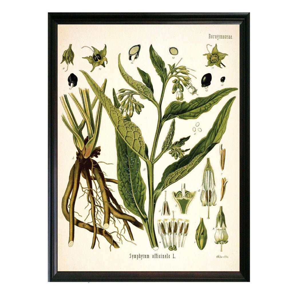 Comfrey Botanical Illustration - Lettered & Lined