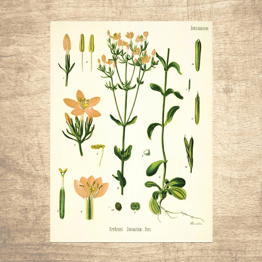 Common Centaury Botanical Illustration 