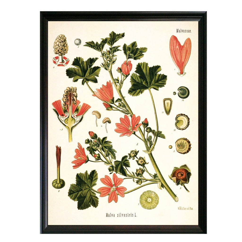 Common Mallow Botanical Illustration - Lettered & Lined