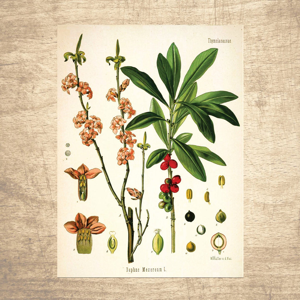 Daphne Botanical Illustration 