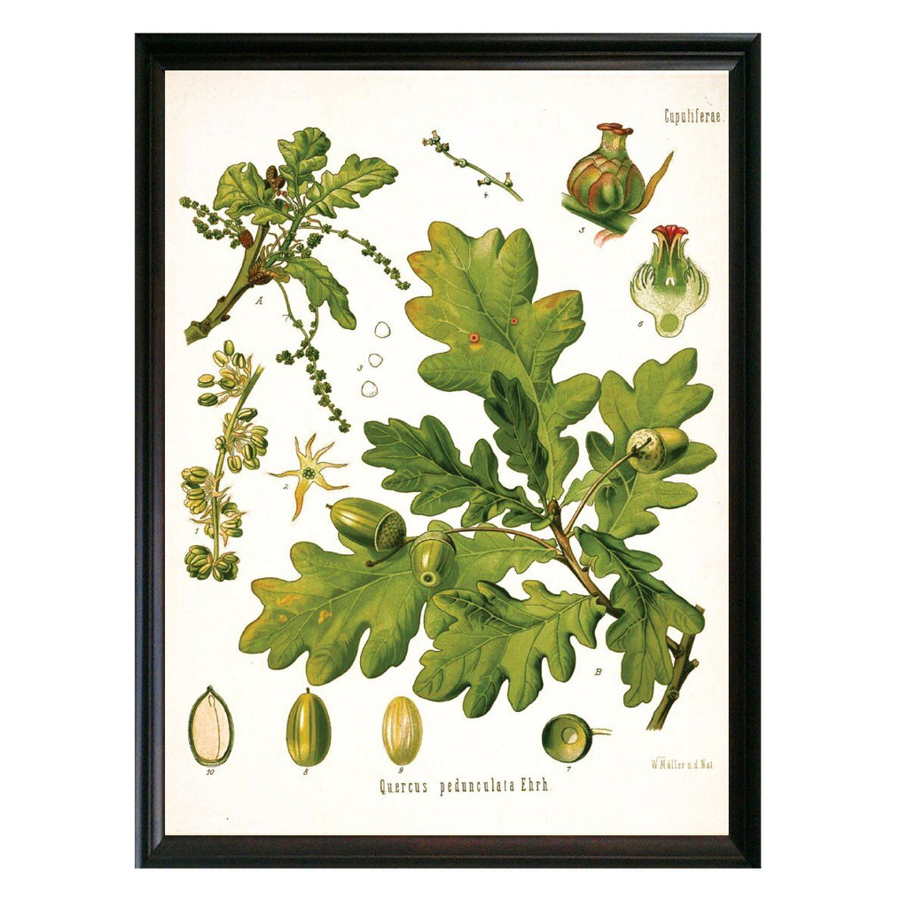 English Oak Botanical Illustration - Lettered & Lined