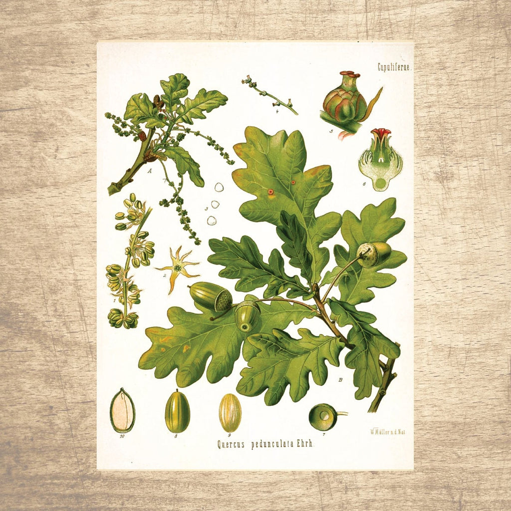 English Oak Botanical Illustration 