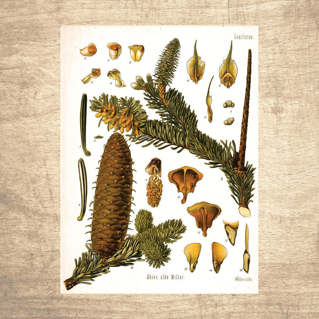 Fir Botanical Illustration 