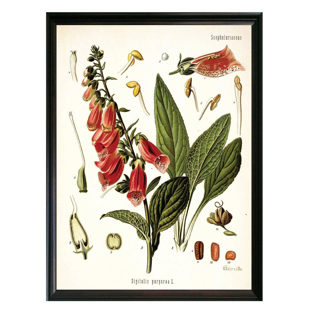Foxglove Botanical Illustration - Lettered & Lined