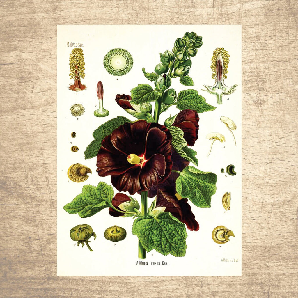 Hollyhock Botanical Illustration 
