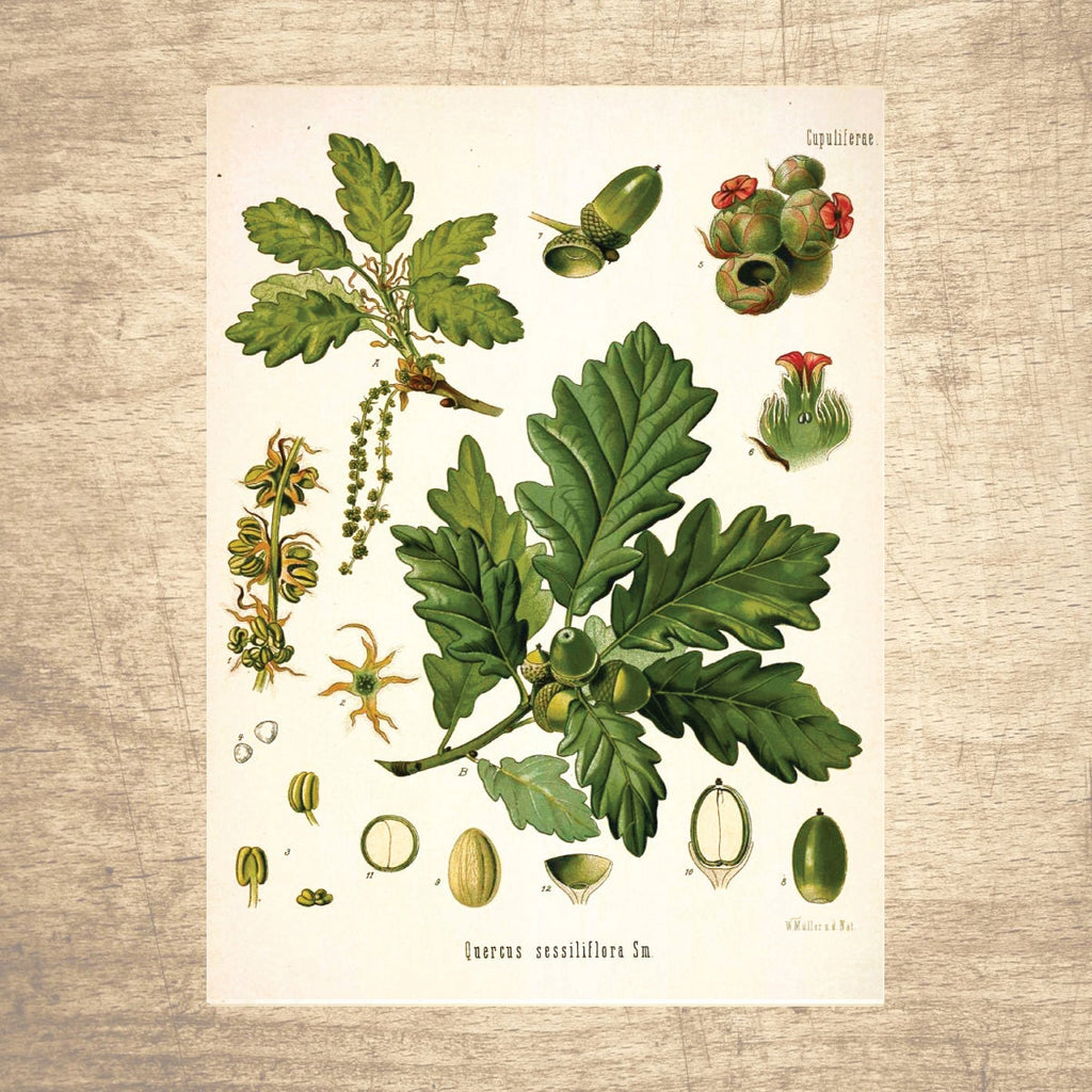 Irish Oak Botanical Illustration 