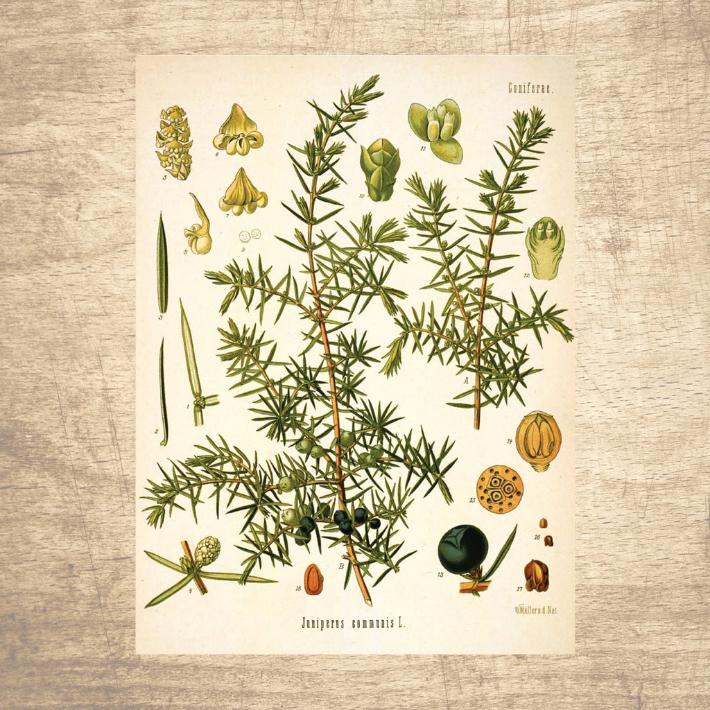 Juniper Botanical Illustration 