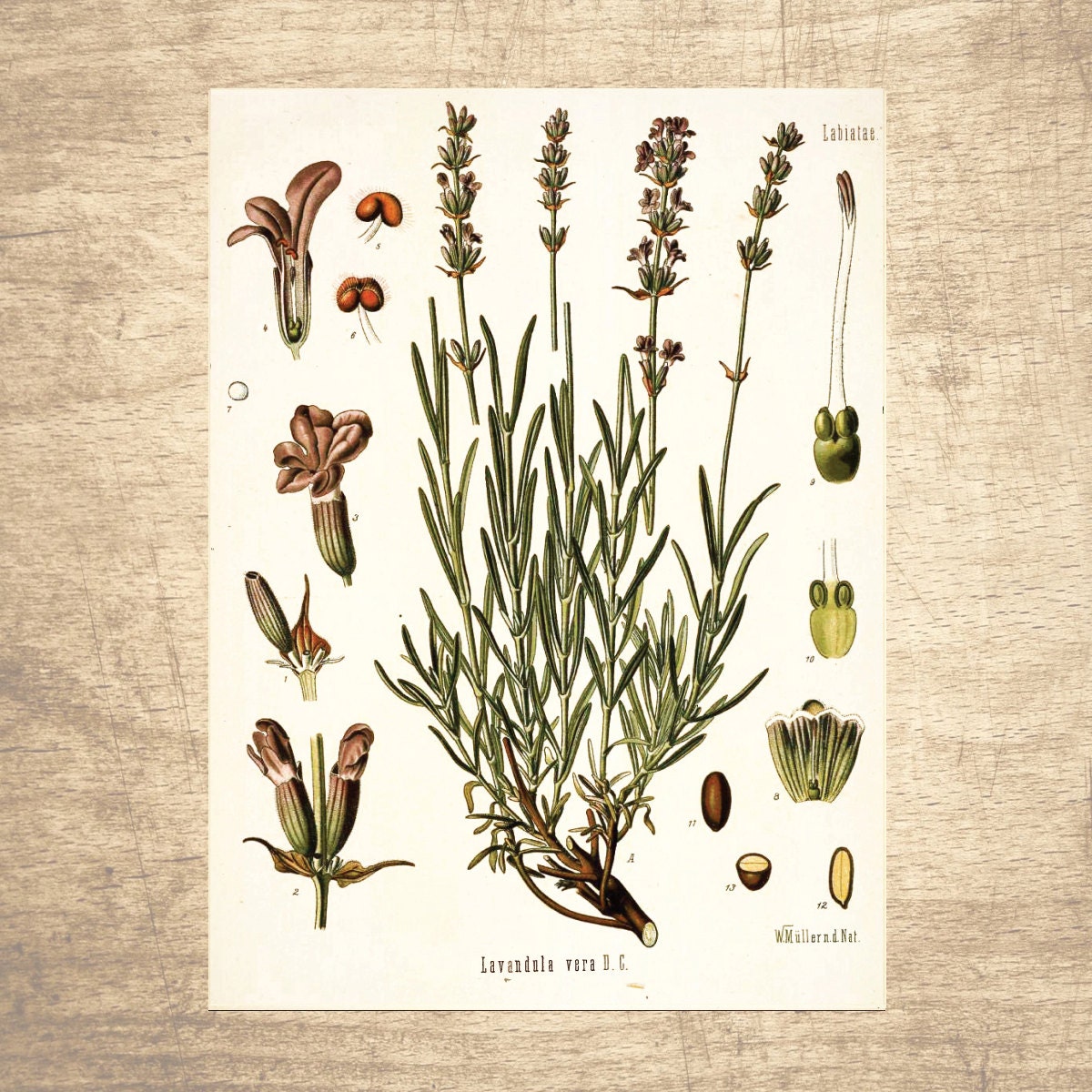 lavender flower illustration Lavender Botanical Illustration