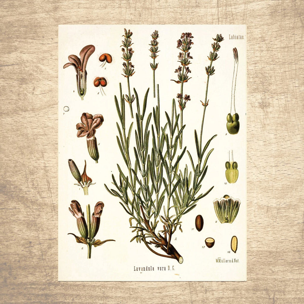 Lavender Botanical Illustration 
