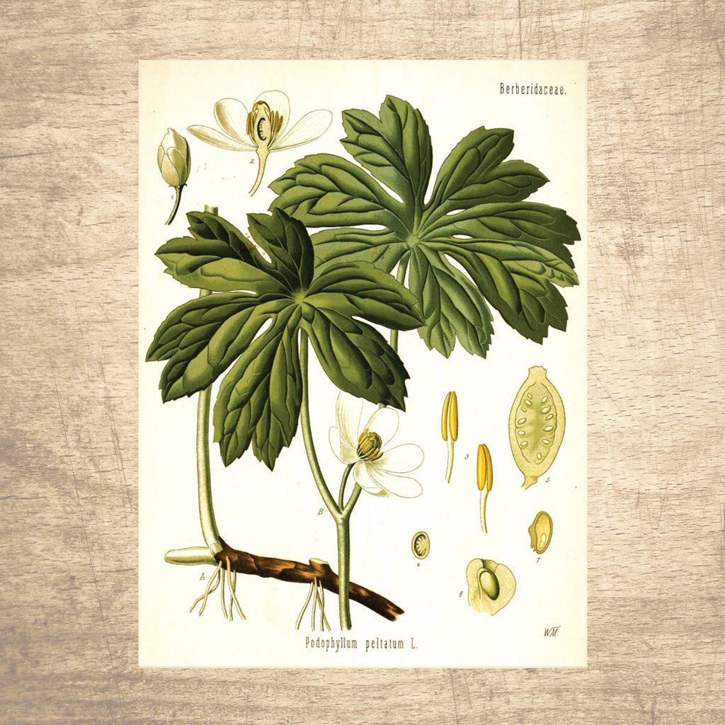 Mandrake Botanical Illustration 