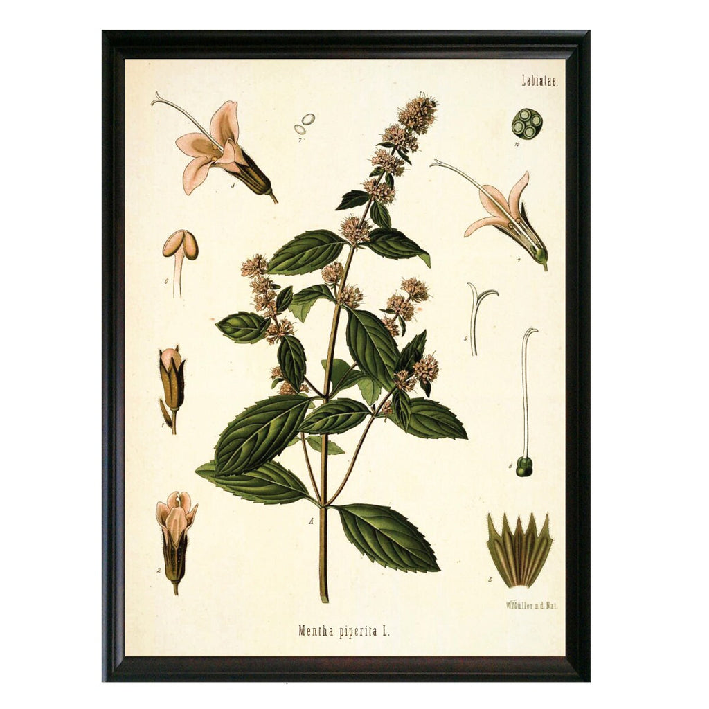 Peppermint Botanical Illustration 
